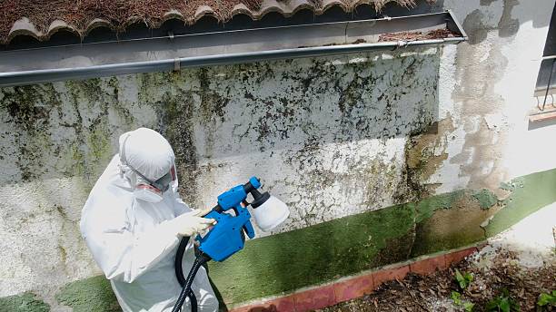 Trusted Black Mold Removal service in Belmont, MI - Cheap Mold Removal